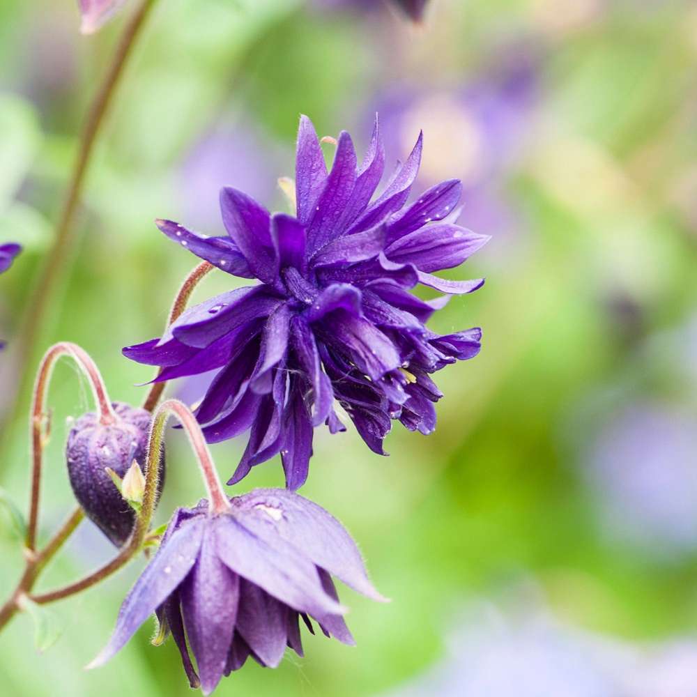 Akeleje 'Blue Barlow'
